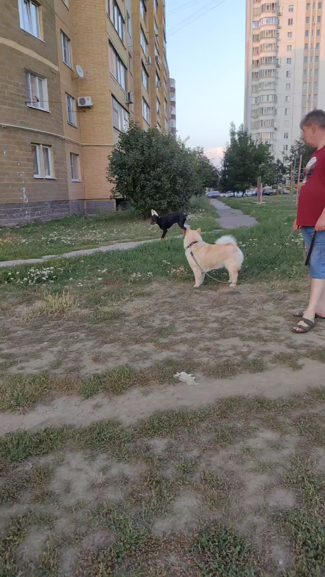 Мои любимые кабелеки🐕🐕🐕