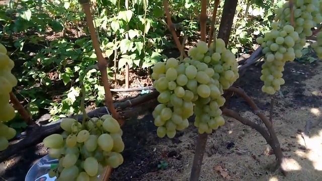 Красавчик.Виноград оправдывает своё имя.