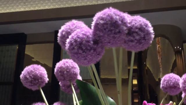 Allium Bulbs (Giant) - 