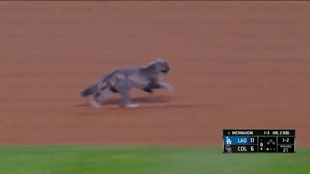 Cat On The Field! (Feline Holds Up Game, Becomes Friends With Cody Bellinger)