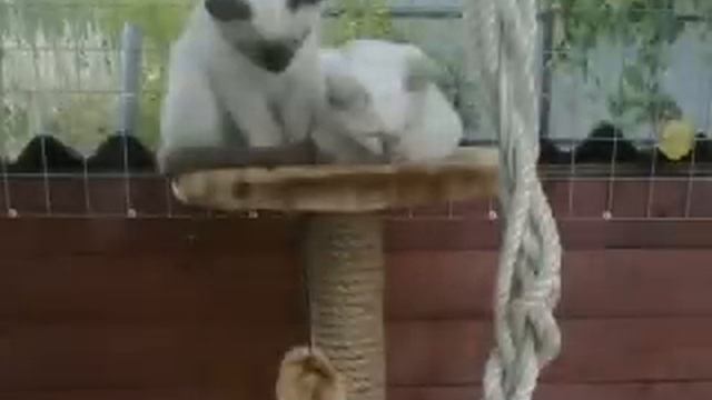 9a4c32a131e2145c3ae2f134d9c741cf