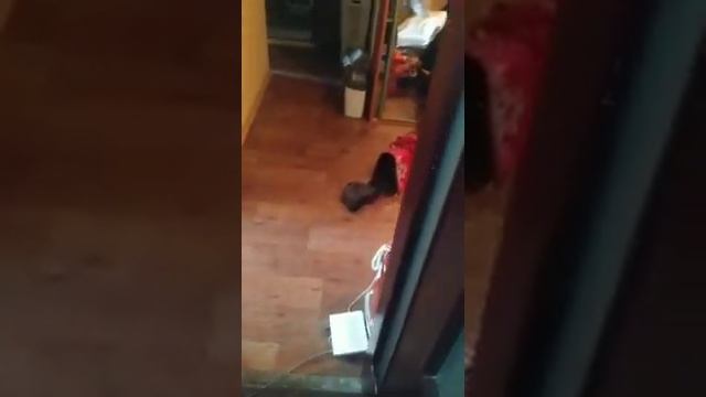 Сегодня я забрал себе домой кошку с усыплялки (питомника)