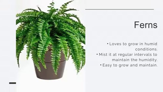 List Of Indoor Plants