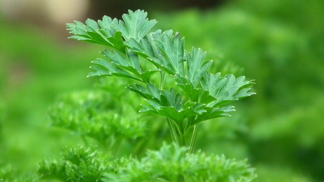Легко и быстро как посадит вырастить петрушку дома петрушка в домашних условиях на подоконнике
