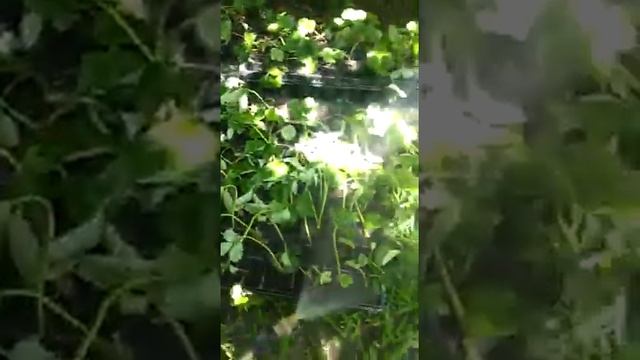 полив рассады