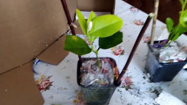 Пришла посылка.