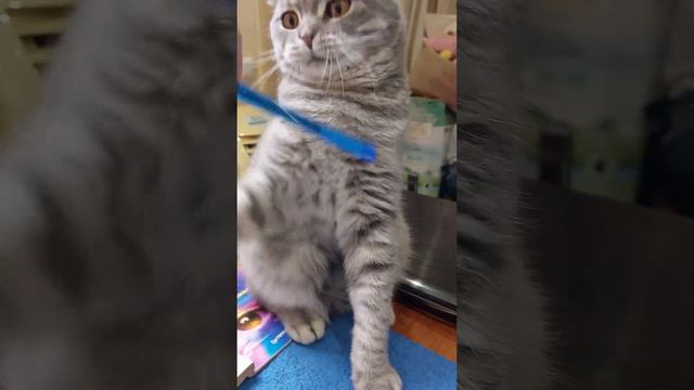 КРАСИВЫЙ СНЕЖНЫЙ БАРС КОТИК.