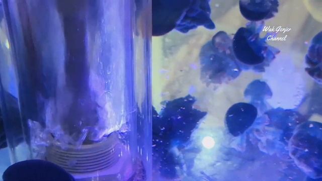 Amazing Aquarium Jellyfish Or Sea Jellies Or Medusozoa Or Obor-obor