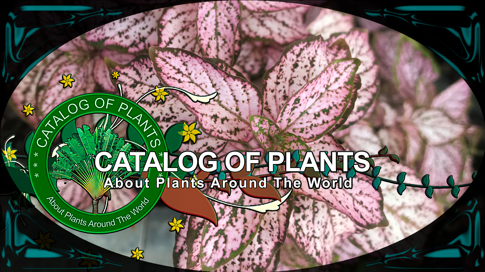 Hypoestes Phyllostachya Cv. Pink Splash Select | Ornamental Plants | ?? Panama |