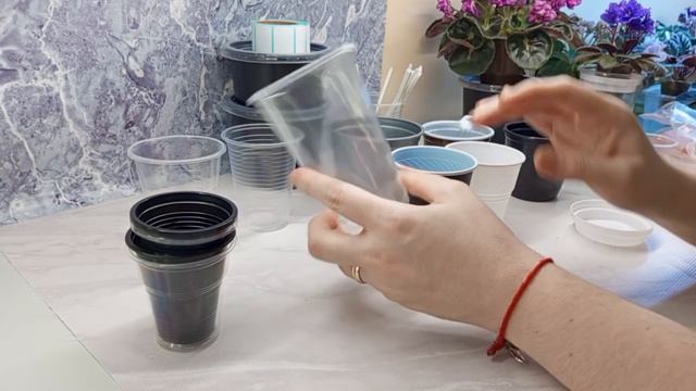 Пополнила хомячьи запасы!🐹😂 Расскажу и покажу в чём выращиваю свои фиалочки🥰🌺