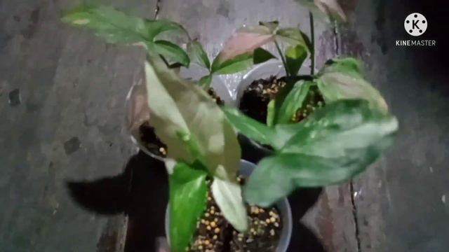 Pink Splash,Red Spot,เงินไหลมาด่างชมพู