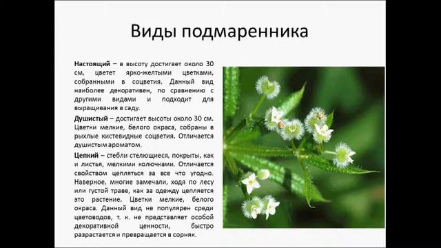 Подмаренник