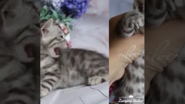 П-к бенгальских кошек SILVERSNOWSTAR