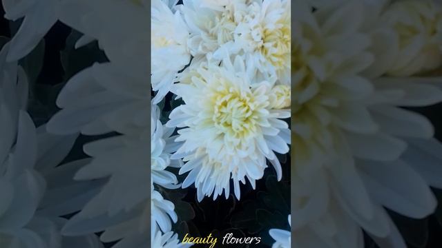 Short #beauty #beautiful  #amazing #flower