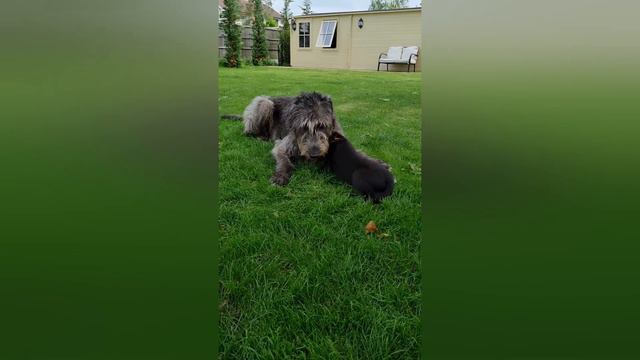 Irish Wolfhound Puppy Time-lapse (birth To 13 Weeks) - Orange, Lilac, Blue | Wolvebrigg Puppies
