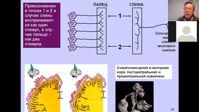 Вячеслав Дубынин ФЧЖ 4 курс 2021 Лекция 1 сенсорные системы