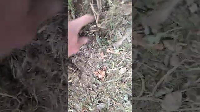 естественный враг 