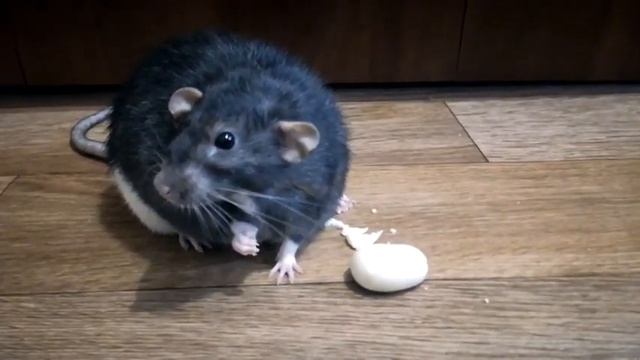 Мой ласковый и нежный... крыс! My Rat