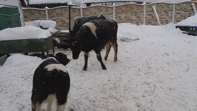 ТЕЛЕНКУ БОРЬКЕ 3 МЕСЯЦА !!! ЯШКА И КВИТА))) ИНДОУТКИ!!!