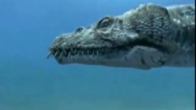 Massive Attack - Safe From Harm - The Wild (richkid89)