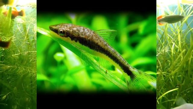 Ficha Técnica Otocinclus Affinis