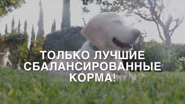 PREMIUM-DOG.RU