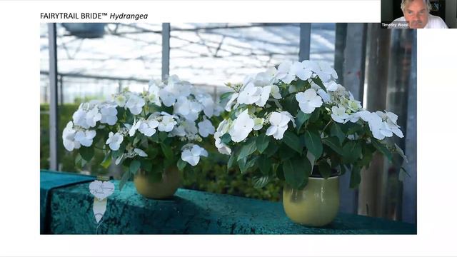Lunch And Learn: Advances In New Hydrangea Breeding