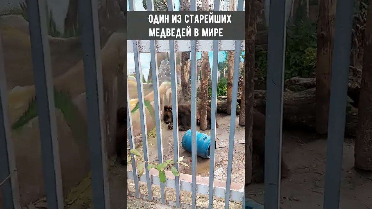 Один из самых старейших медведей в мире!  #shorts  #зоопарк #екатеринбург  #невероятное #мишка