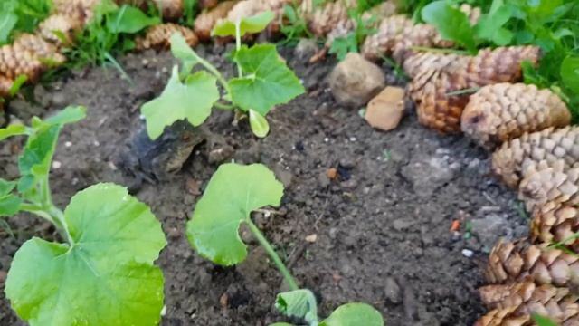 Кормлю жабу