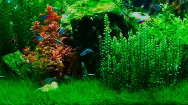 Relax Music. Aquarium. Rest