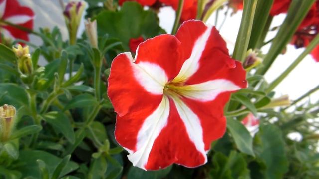 Цветок на ветру