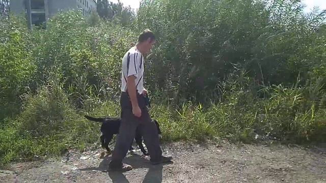 Дрессировка собак -лабрадор СЭМ 10 место первое занятие.Дрессировщик Евгений