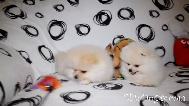 Самая красивая порода - померанский шпиц. Очень милые щенки.