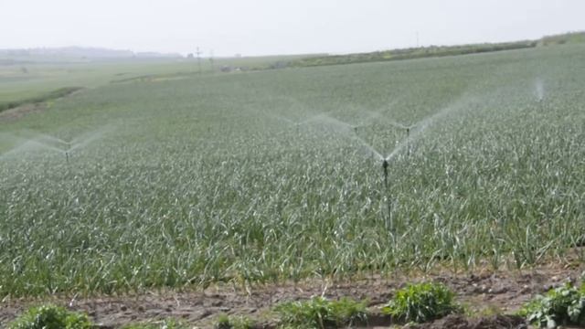 Полив Израильских полей