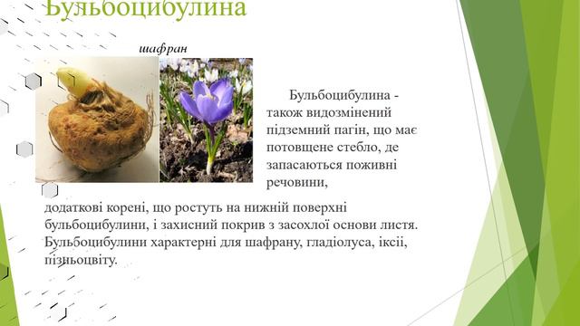 Дослідницька робота з біології