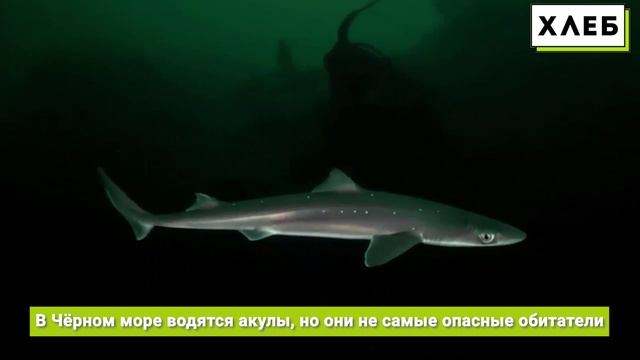 Факты о Чёрном море