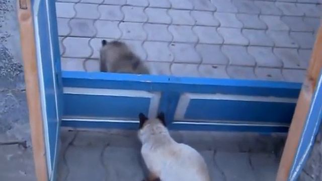 Кот играет с щенком