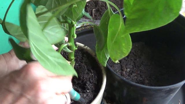 Перец сладкий,октябрь.