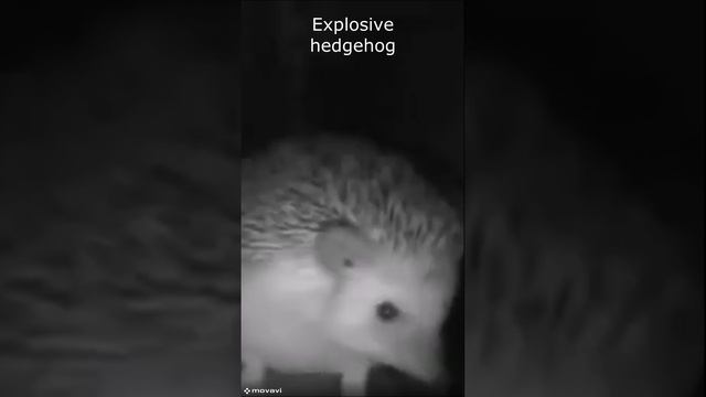 30134656dc3972a38d0b0f8971363bfe