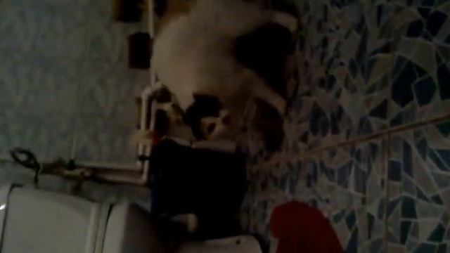 от испуга кошка заговорила!!!