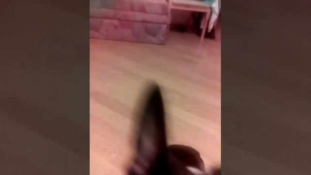 Мой  маленький бостон терьер