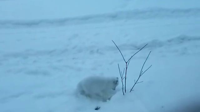 Песец в заповеднике