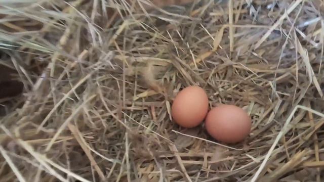 Куры несушки в домашних условиях. Поселок Витязево. Анапа.