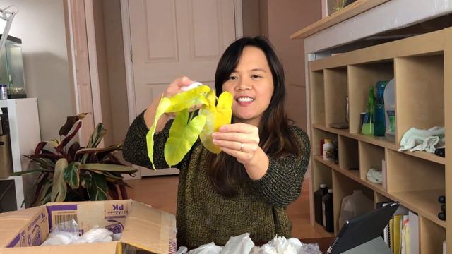 Plant Mail Time📫📦! Greenspaces.id Indonesia's Plants Haul!