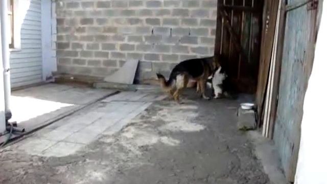 Муська не пускает собаку