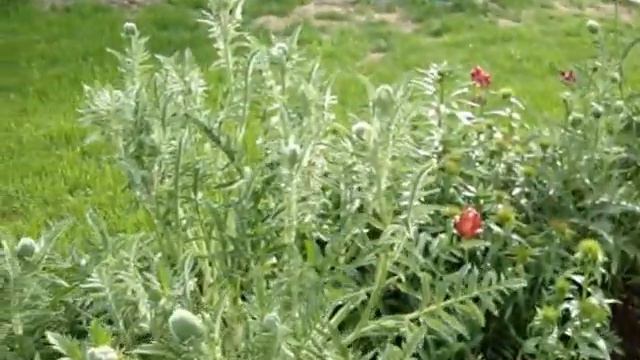 мой садовый участок