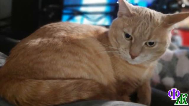 - Скизи, верни свеклу, ворюга! – вопил муж, а КОТ рванул в ванную, держа что-то в зубах…