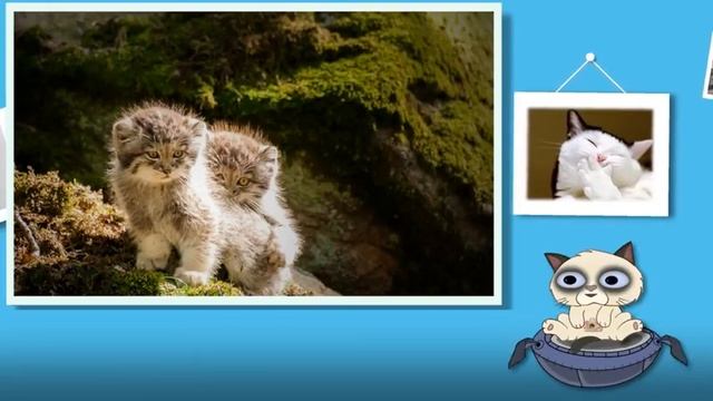 Мужчина спас брошенных котят – ОКАЗАЛОСЬ ОНИ СТОЯТ ЦЕЛОЕ СОСТОЯНИЕ (2019) Смешные кошки МатроскинТВ