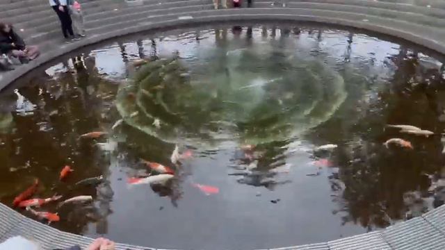 ПРОГУЛКА В ПАРКЕ ГАЛИЦКОГО!КОИ В ПРУДУ! 5 МАРТА 2023 ГОДА!🐟🐡🐠