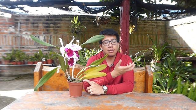 Cuidar Y Tener Flores De Orquídeas Cattleya || Orquiplanet